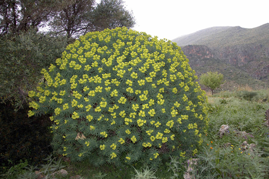 Euforbie dello Zingaro. E. dendroides e E. bivonae